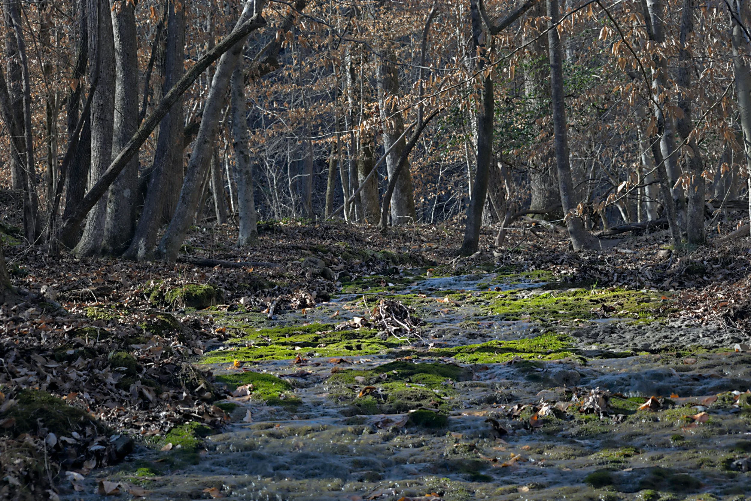 Intimate forest view of a shallow, rocky creek bed covered in vibrant green moss and lichen. Soft light filters through bare Appalachian trees, highlighting the complex, muddy organic textures.