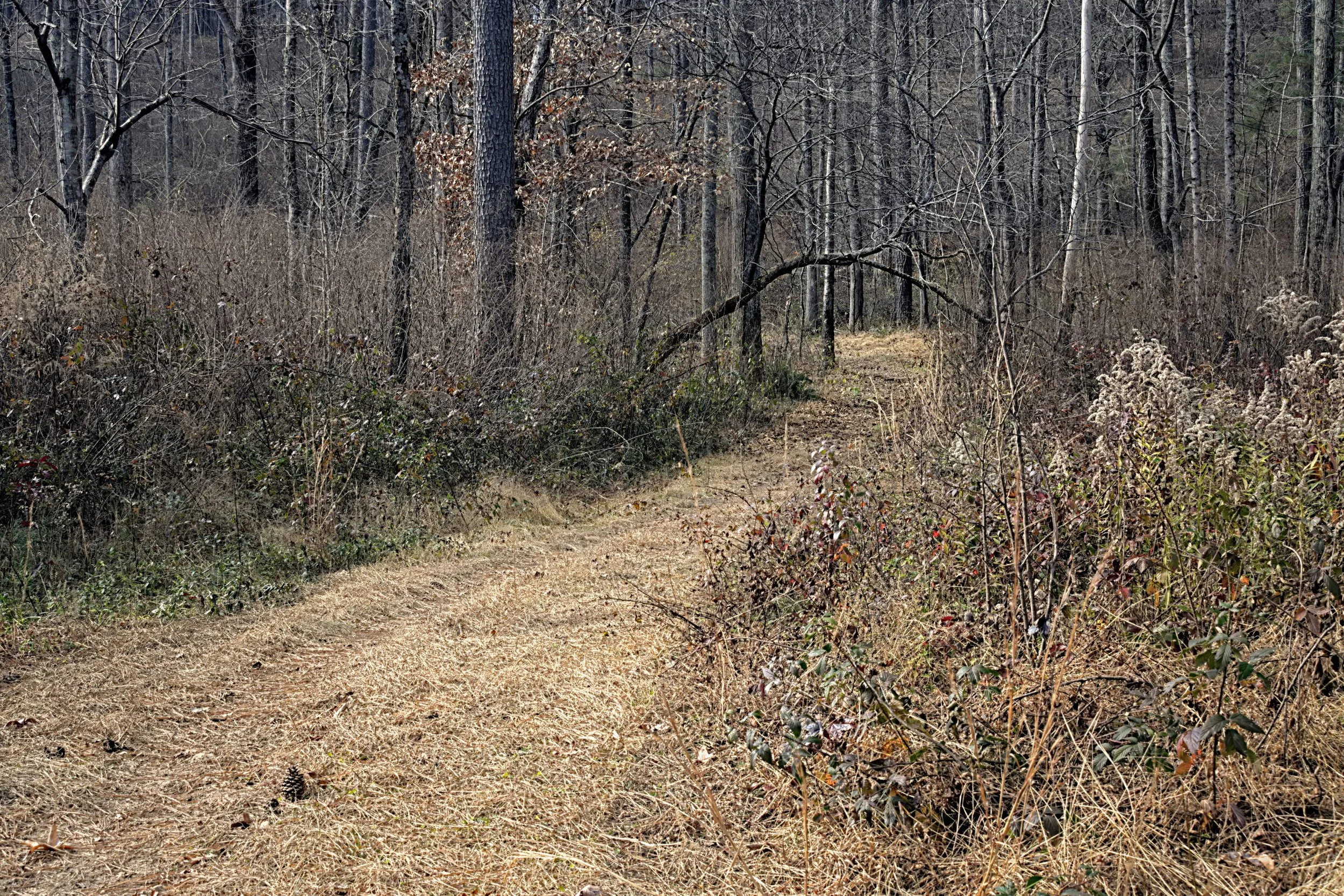 A grassy path winds through a dormant Appalachian forest in winter. Detailed organic textures of dry straw, brambles, and bare trees under a soft, diffused light in an intimate landscape.