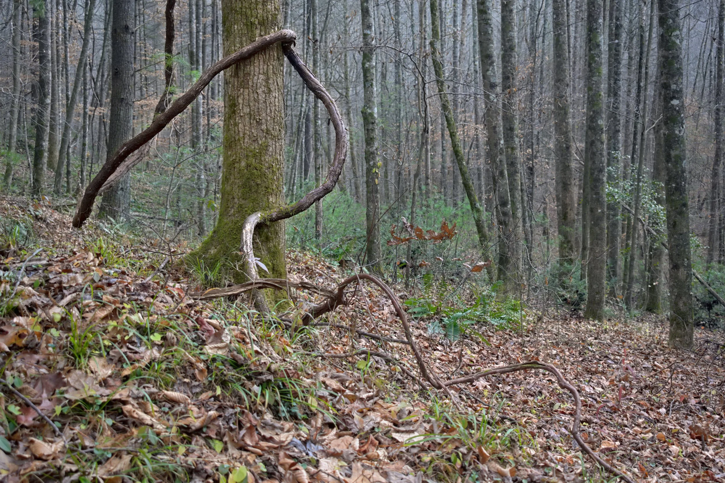Large, thick vines twisting around a mossy tree trunk in a winter forest. Detailed view of organic textures, fallen leaves, and a background of dense, bare Appalachian trees in soft light.