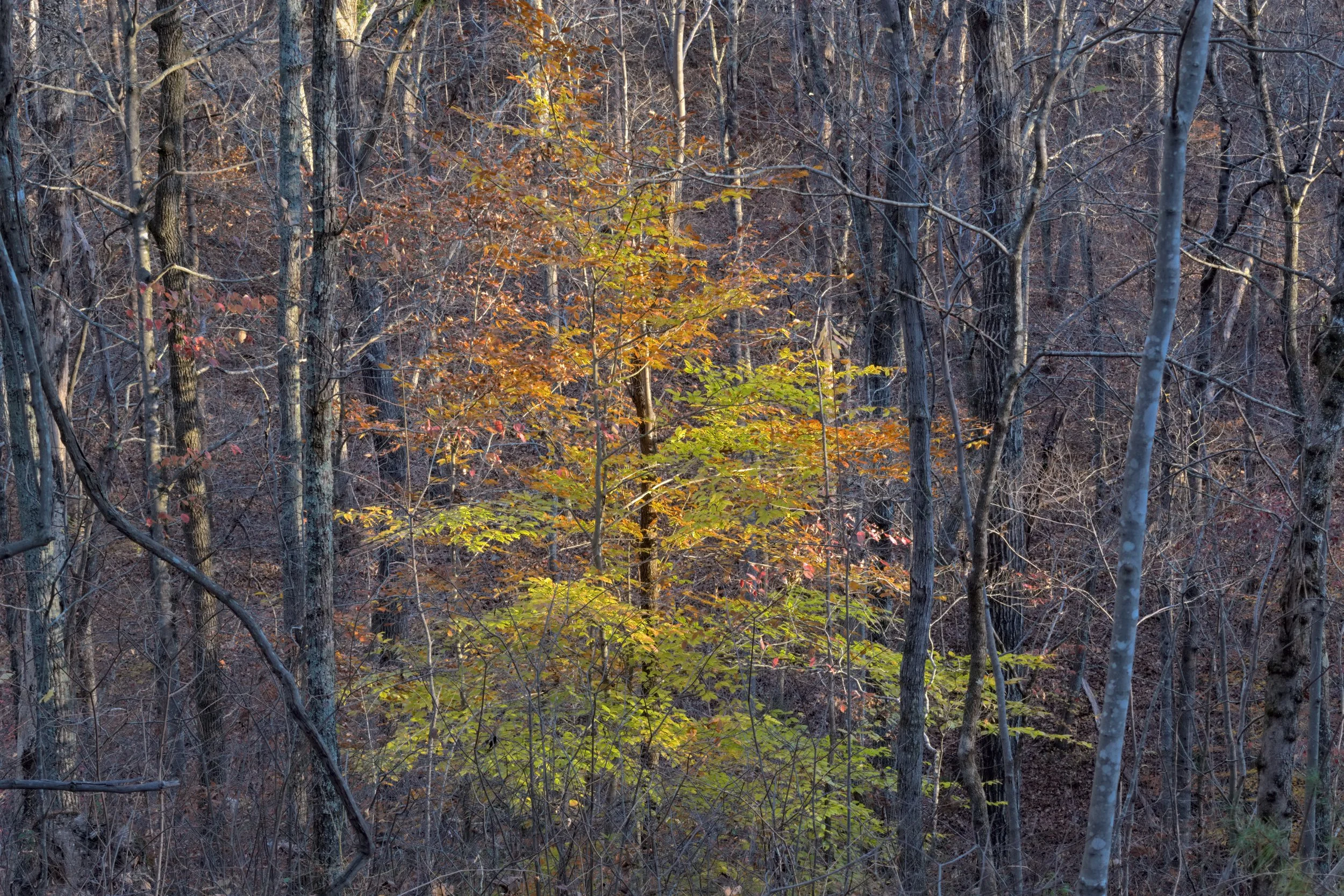 Young Beech in Late Autumn Light