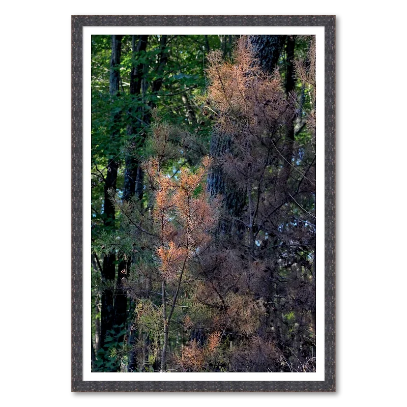 Late-Season Pine Needles_Framed.webp