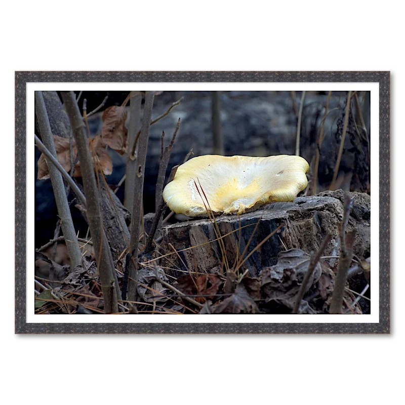 Golden Mushroom on Cut Stump - Winter InteriorFramed.webp