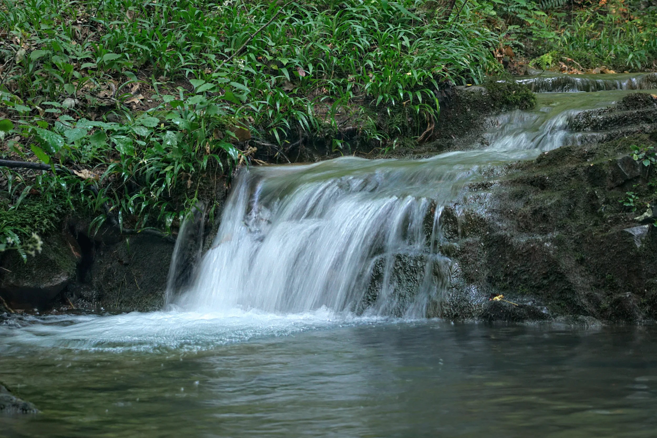 Forest Cascade Over Rock Ledge.webp