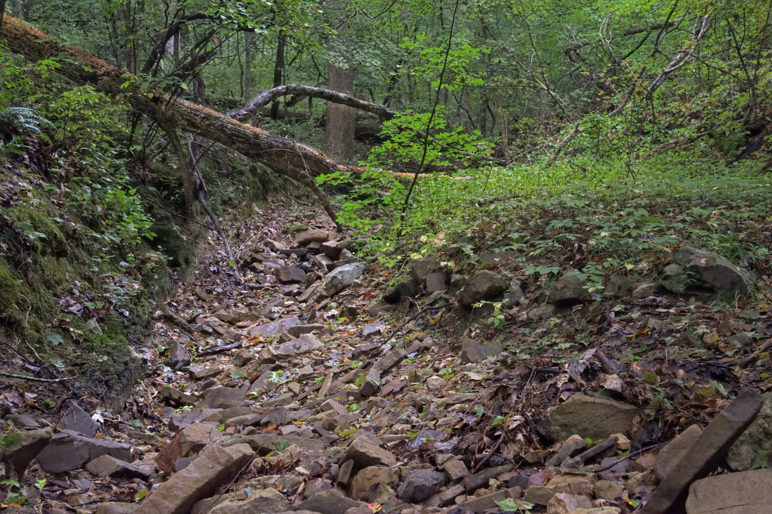 Fallen tree arching over a rocky dry creek beneath soft woodland light, with layered green foliage, mossy stone textures, and intimate Appalachian forest depth.