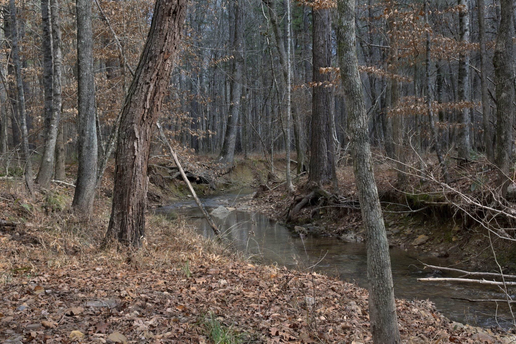 Why Some Forest Photographs Stay With Me