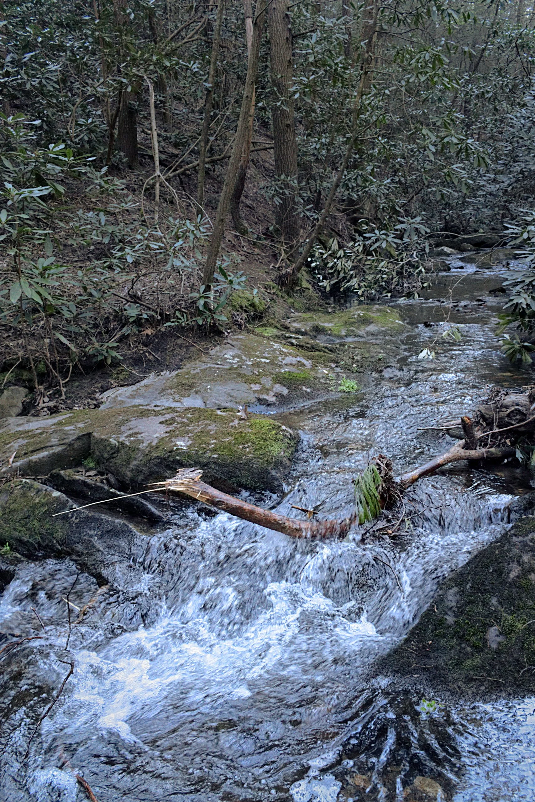 Mossed Creek Run in Early Spring