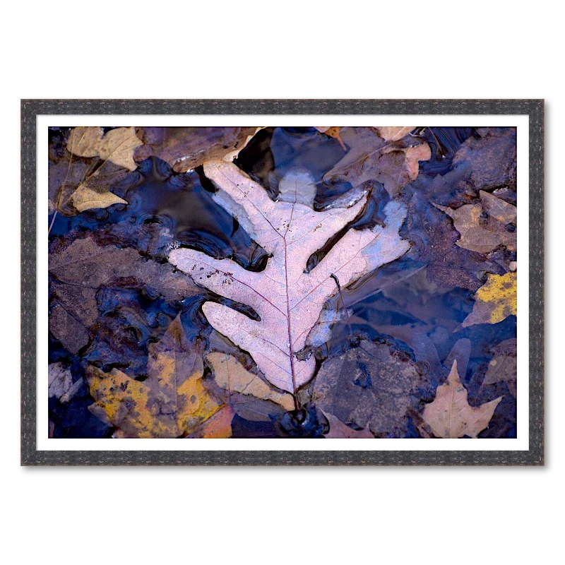 Oak Leaf in Tannin Pool_Framed.webp