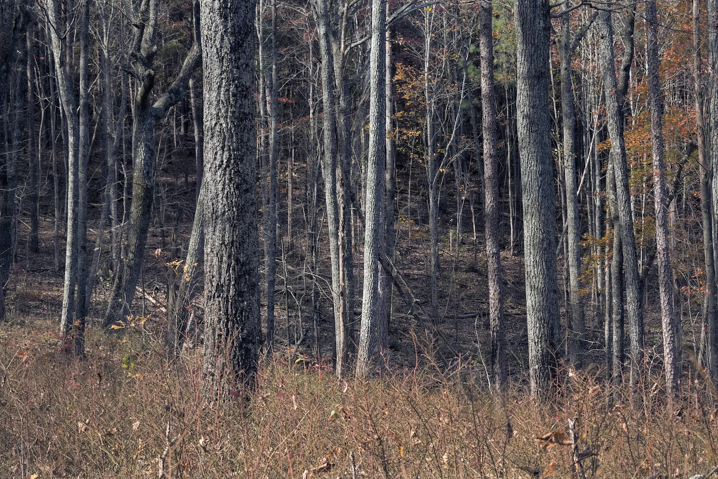 A dense forest with tall, leafless trees and dry underbrush during late autumn.