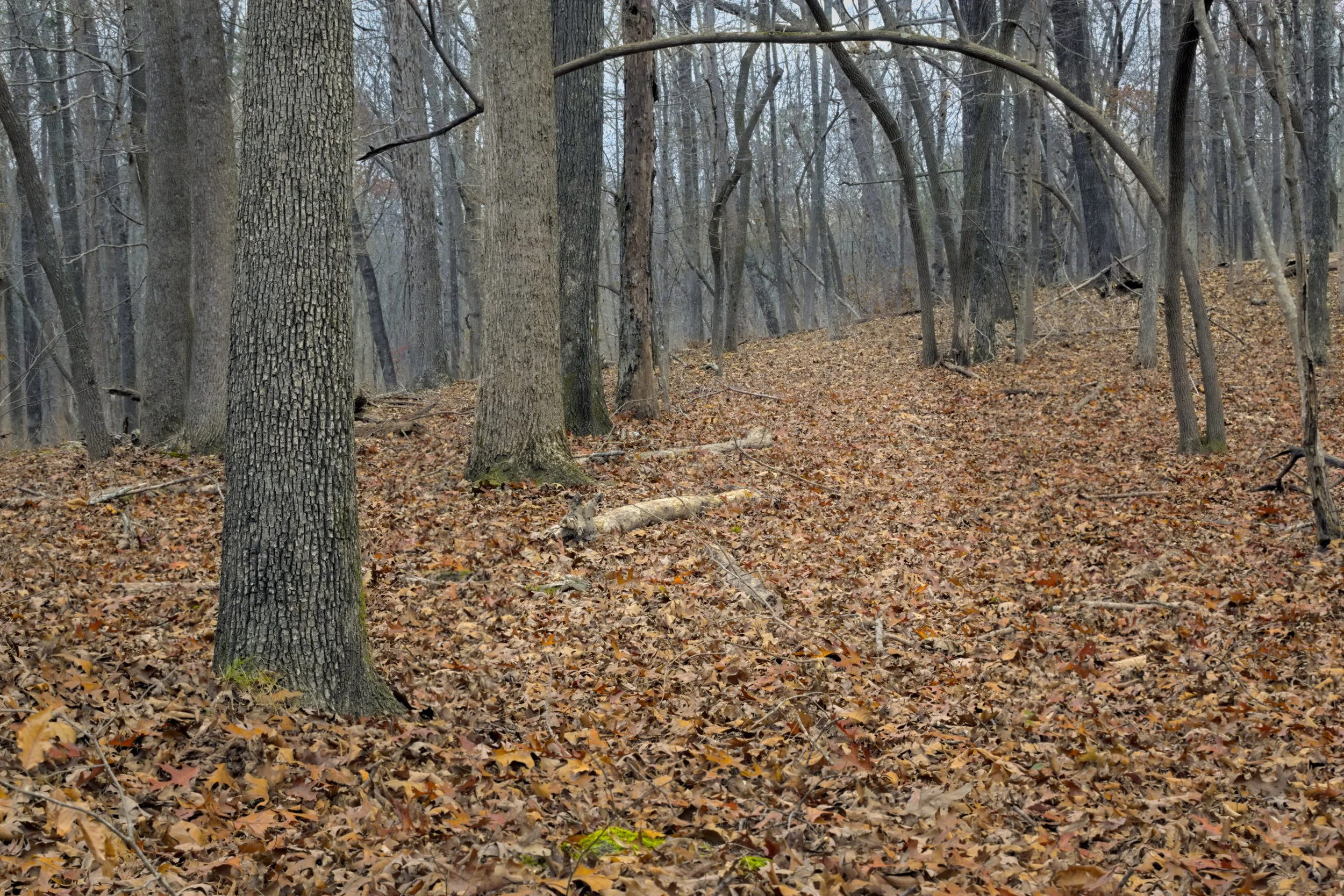 Intimate forest landscape of a sloping Appalachian ridge covered in brown autumn leaves. Soft light emphasizes the rugged bark of vertical tree trunks and the dense, textural forest floor.