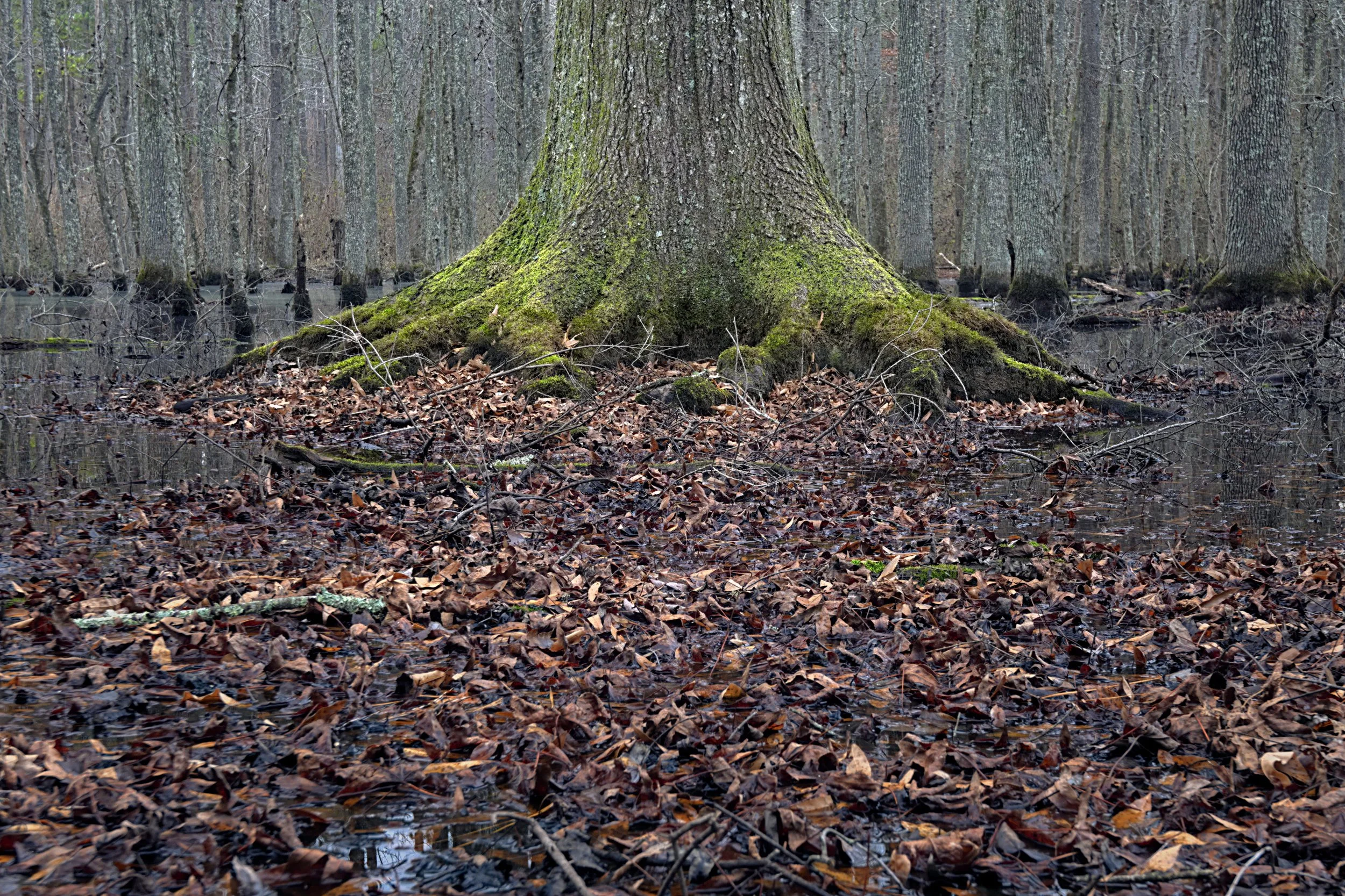 Close-up of large, moss-covered oak tree root base in a swamp. Dense brown leaf litter floats on water. Overcast light creates detailed, high-texture intimate landscape.