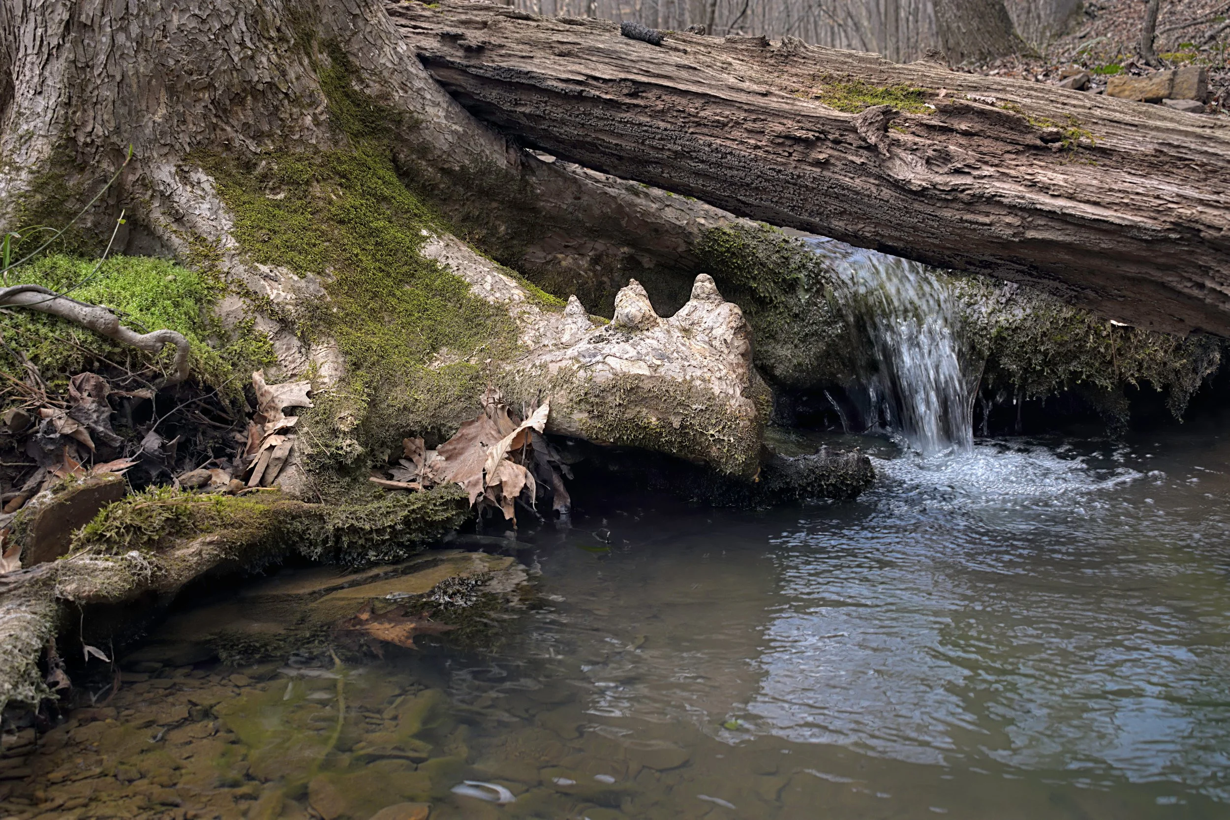 Root Bridge, Spring Seep