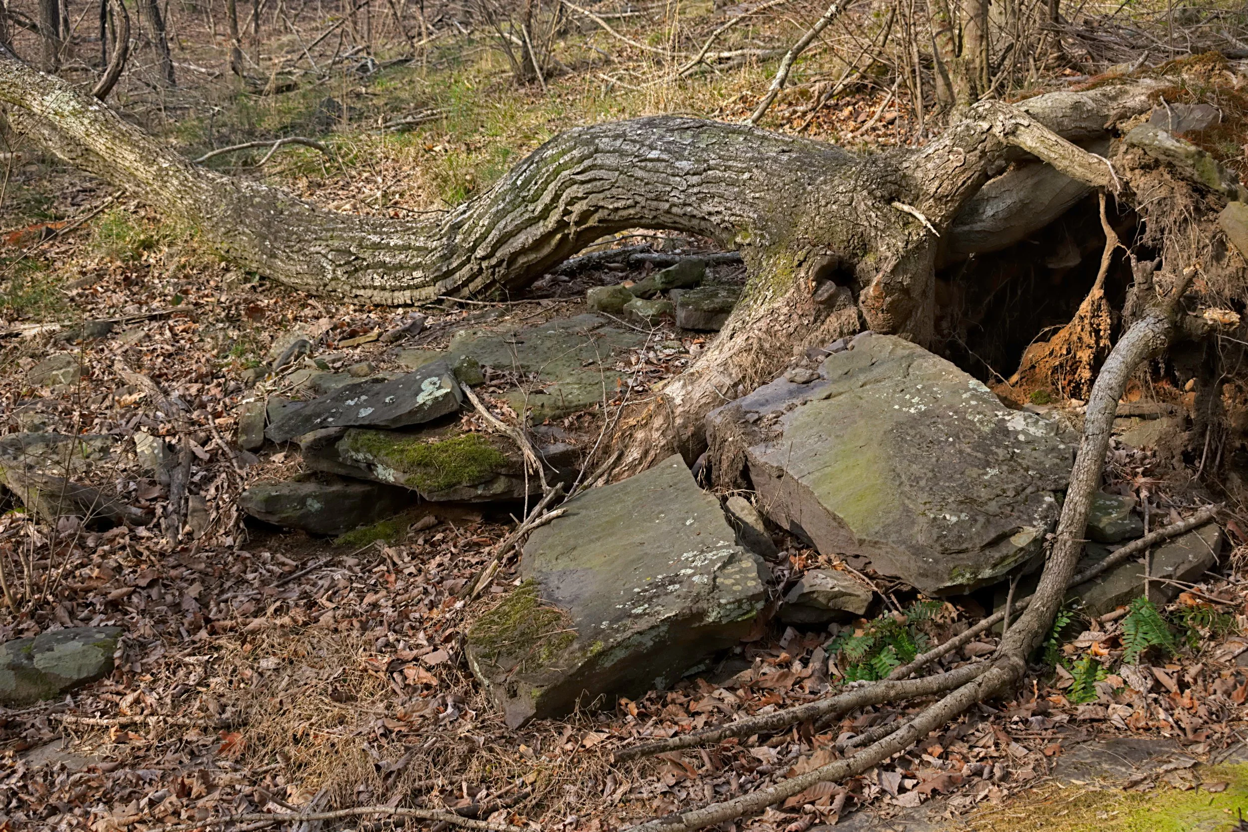 Close-up of gnarled, serpentine tree trunk growing over mossy shale boulders. Intimate forest floor detail with leaf litter and ferns in diffused natural light. High-texture landscape photo.