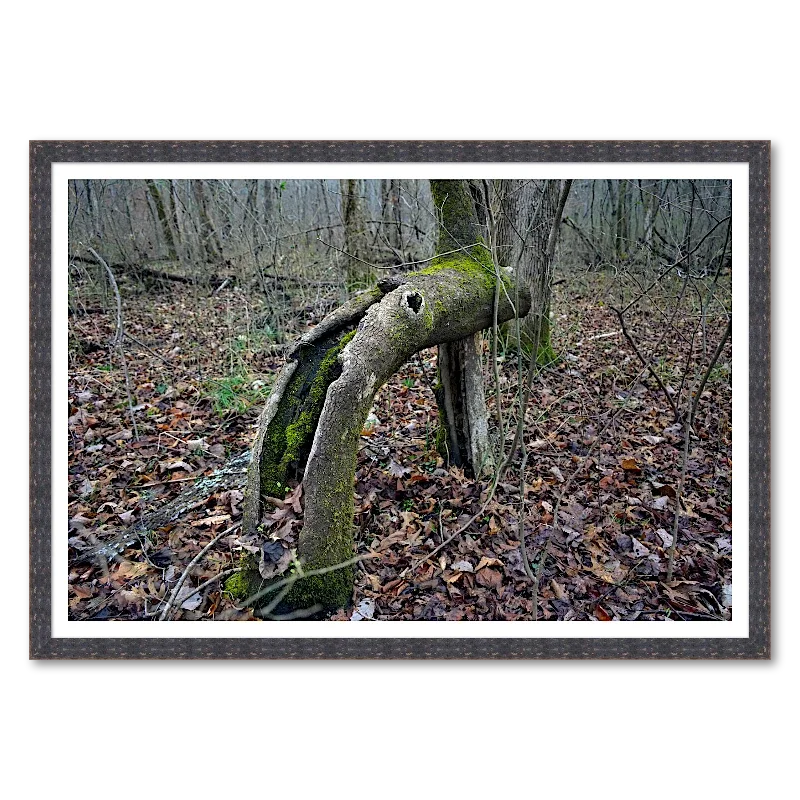 Bent Trunk_Framed.webp