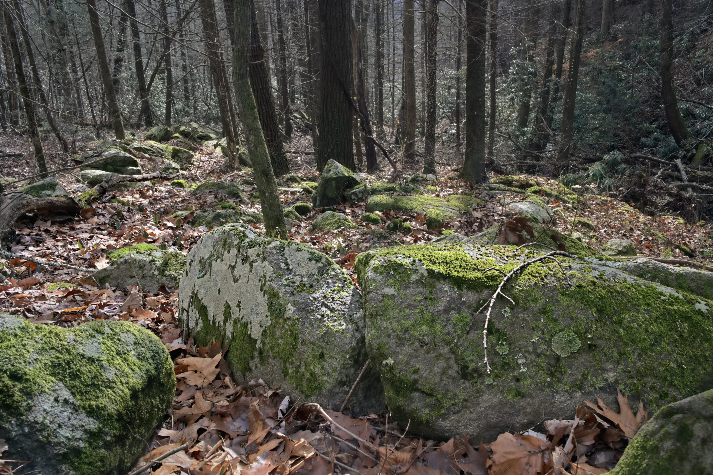 Vertical pine tree trunks rise above a path of boulders and leaves. Soft, winter forest light creates deep organic textures and an intimate, immersive Appalachian landscape.