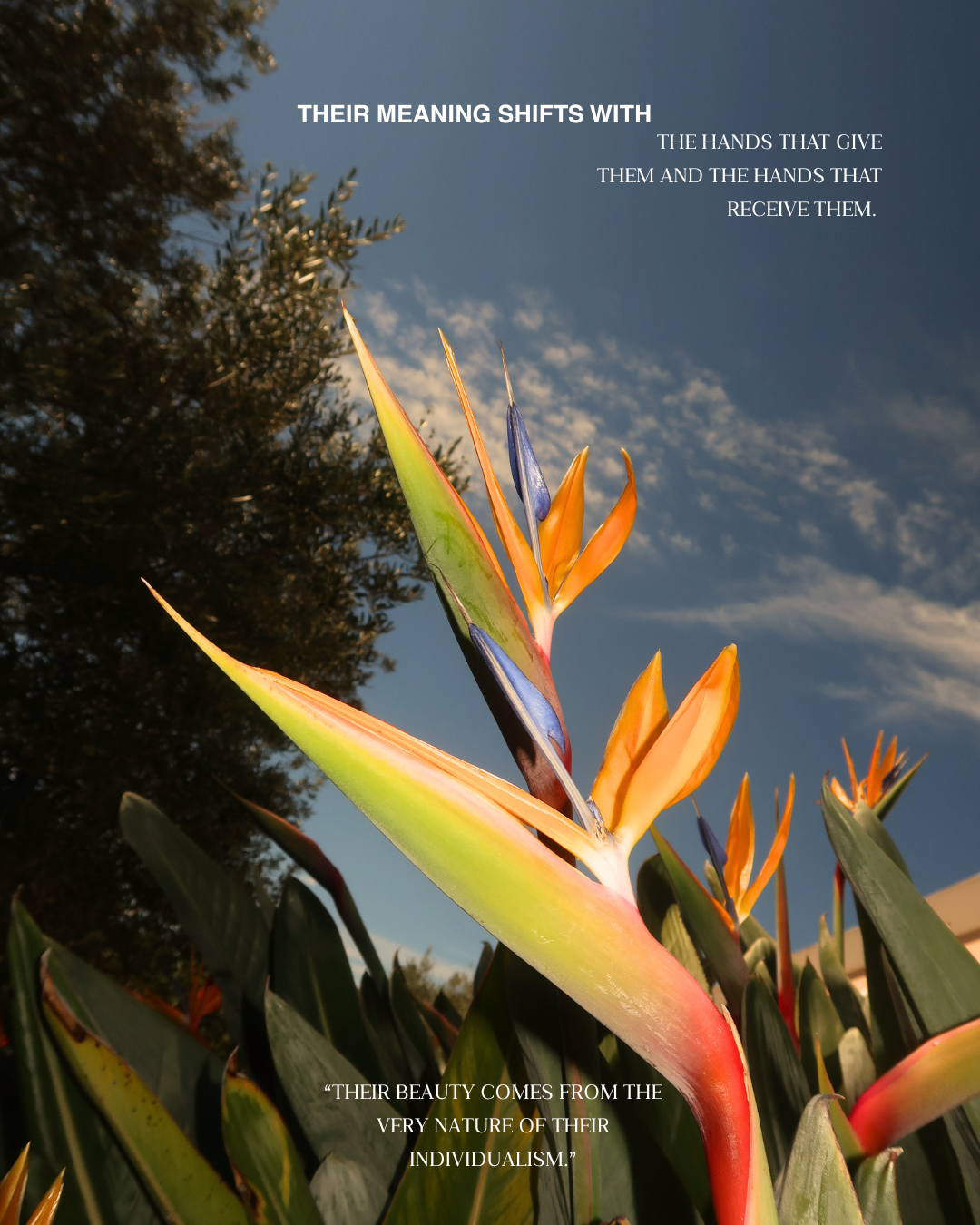 What the Strelitzia keeps