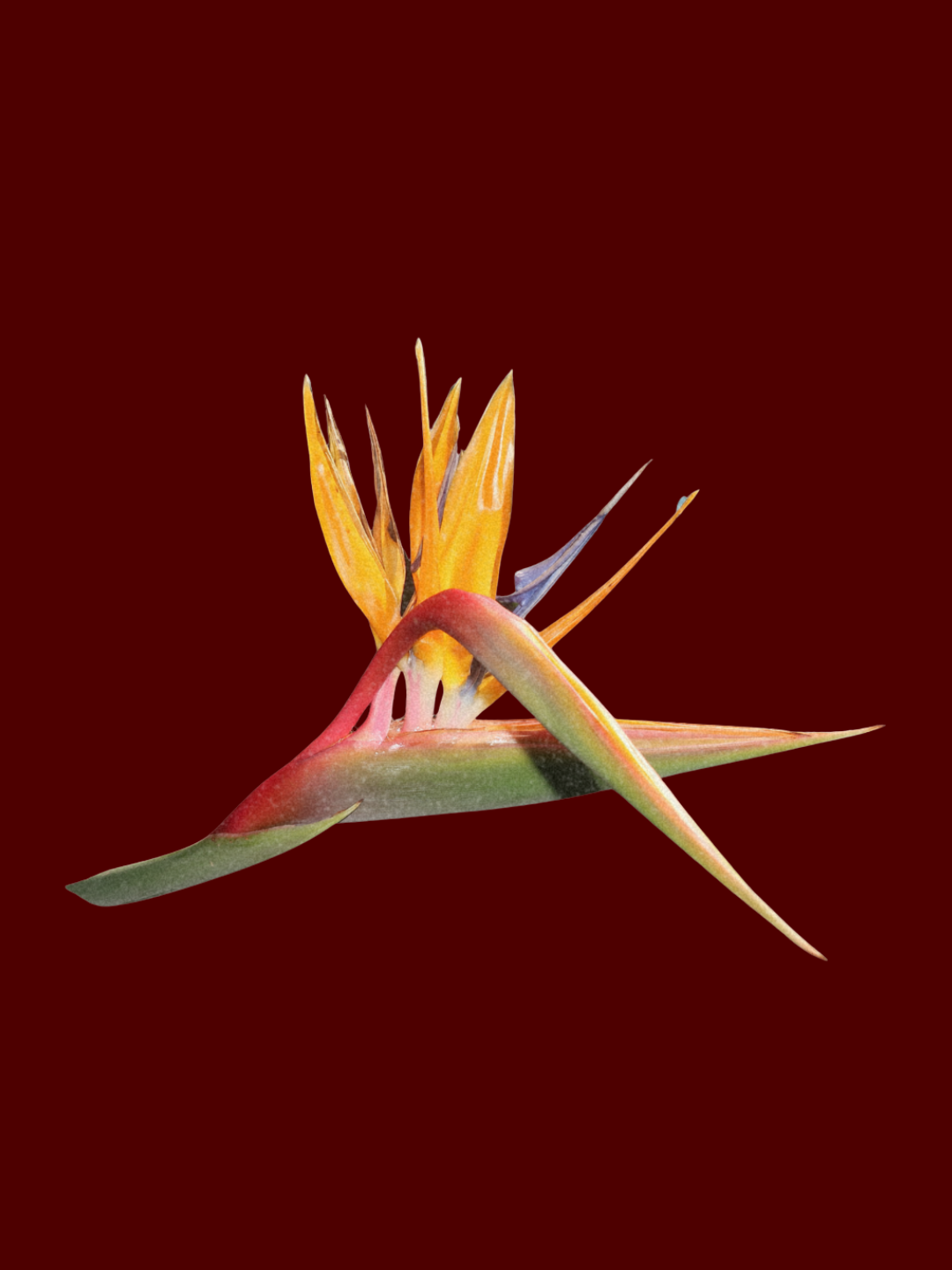 What the Strelitzia keeps
