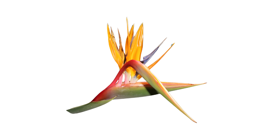A colorful bird of paradise flower with orange and yellow petals and green and pink leaves against a black background.