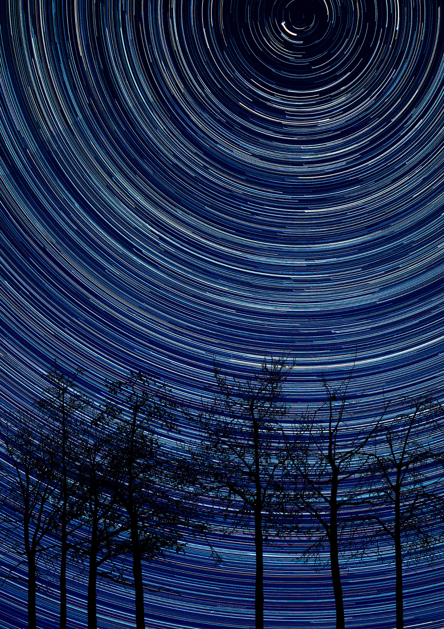 Polaris in the night sky with star trails forming circular patterns above leafless trees.