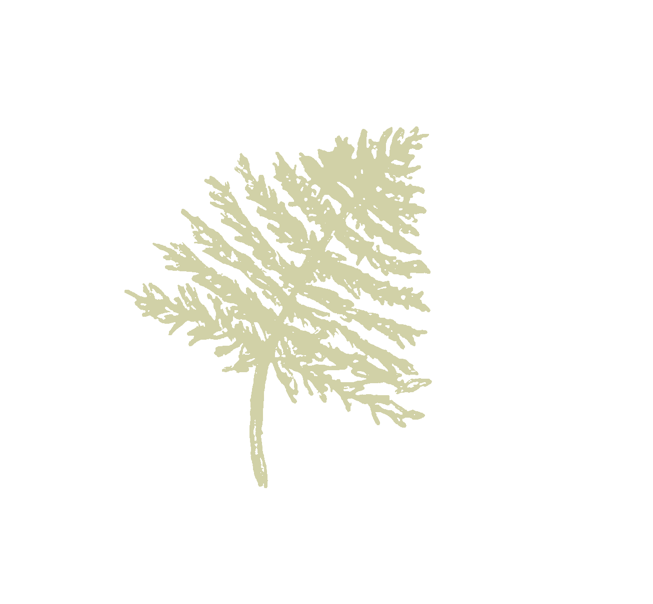 A stylized illustration of a pine branch with needles on a black background.