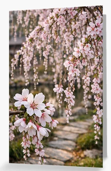 Weeping Cherry Tree