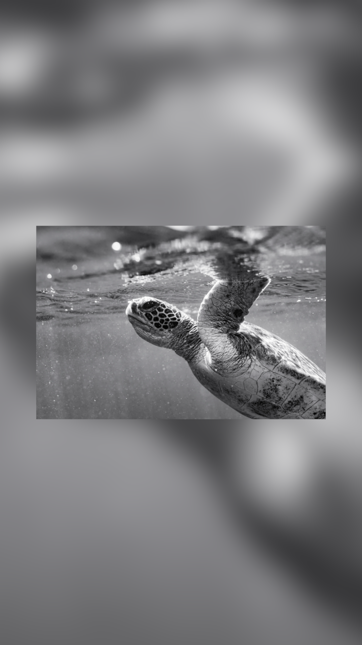 Omani Turtle