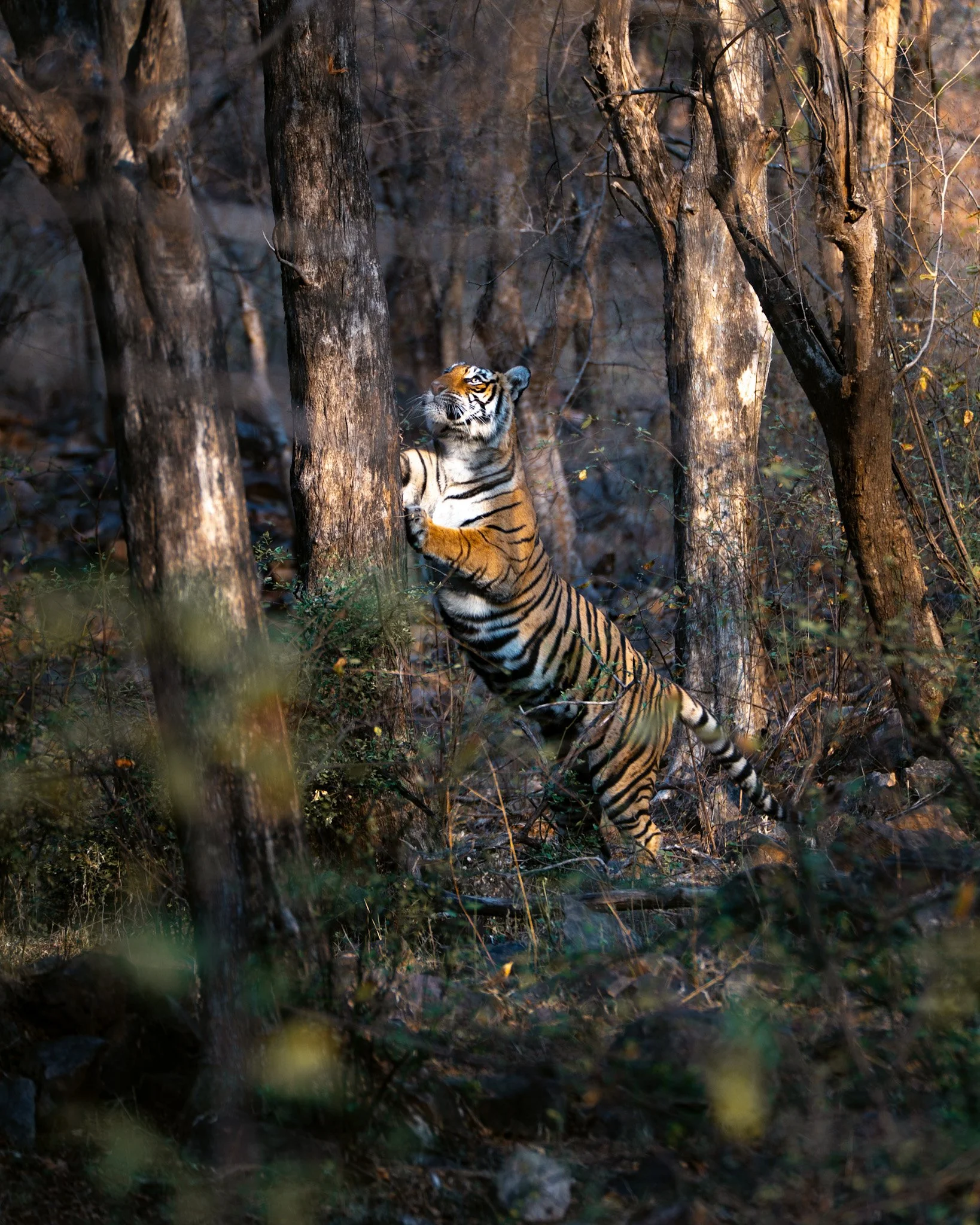 Wild Bengal Tiger