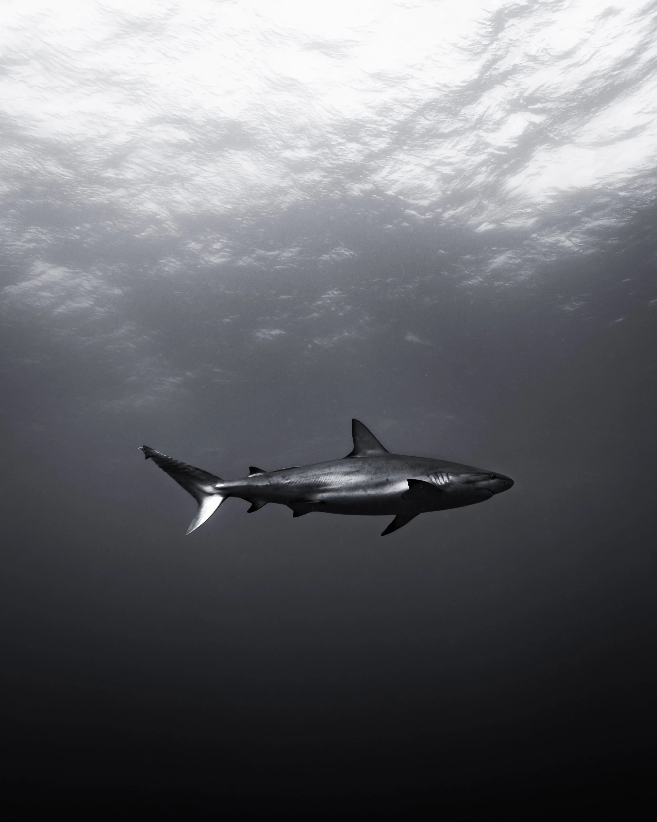 Reef Shark Silhouette
