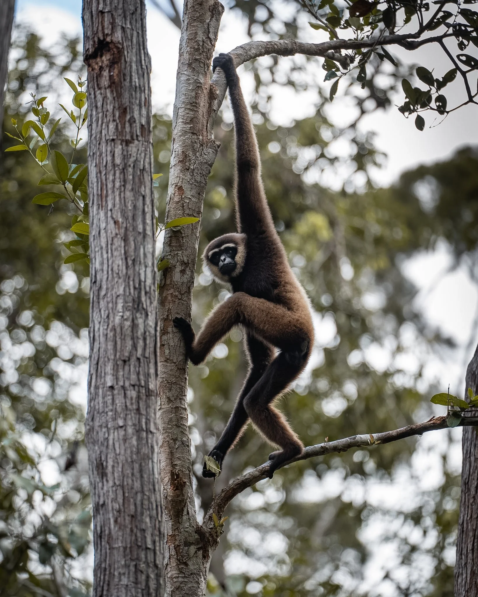 White Bearded Gibbon