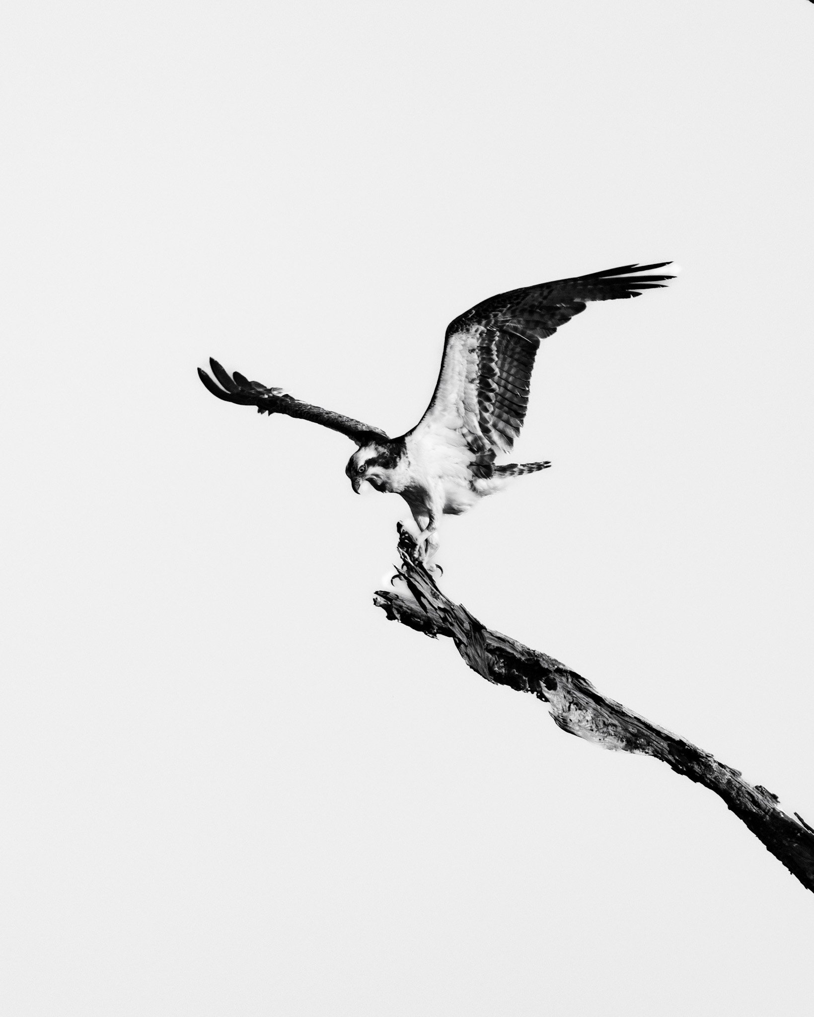 Amazon Osprey