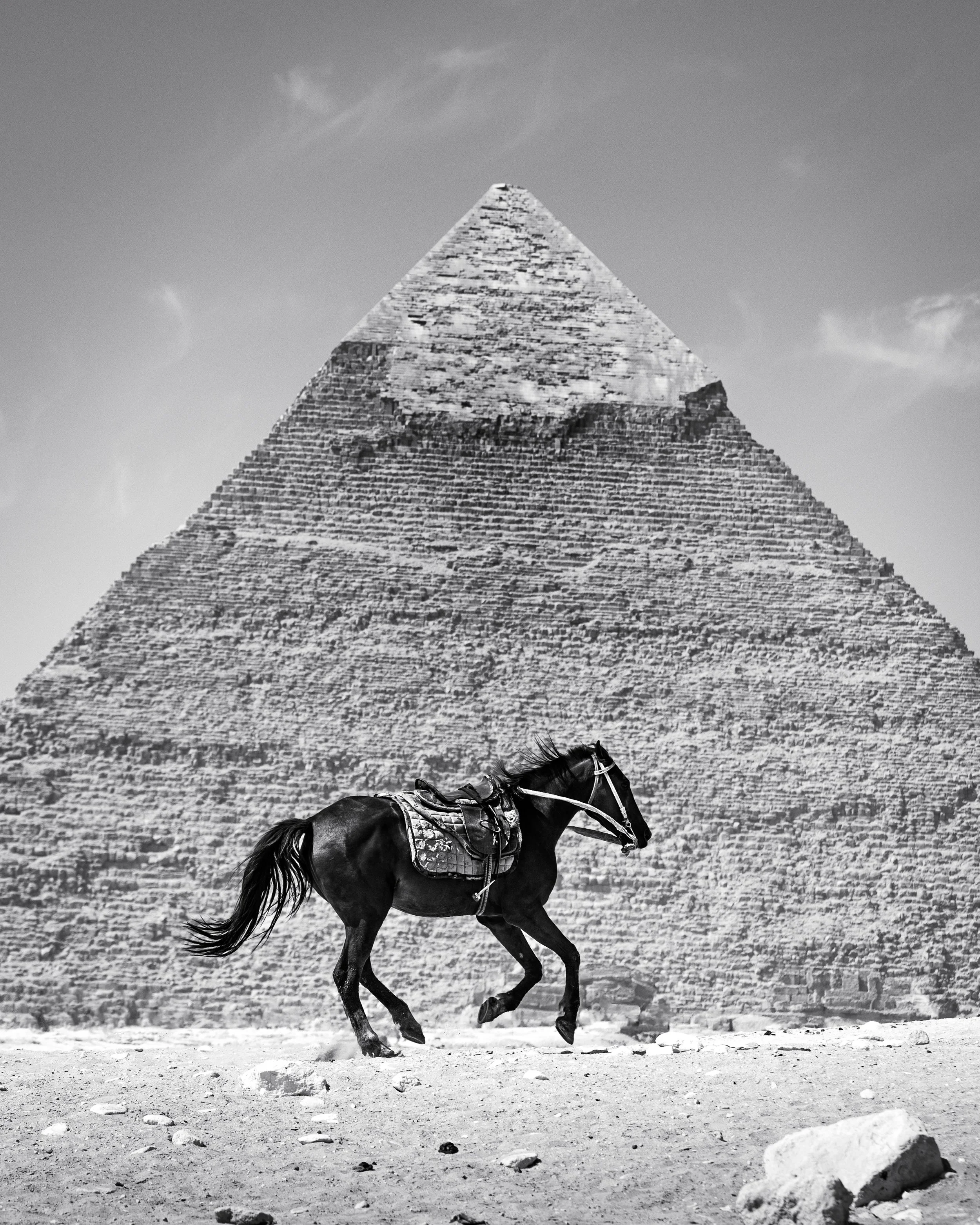 Egyptian Colt