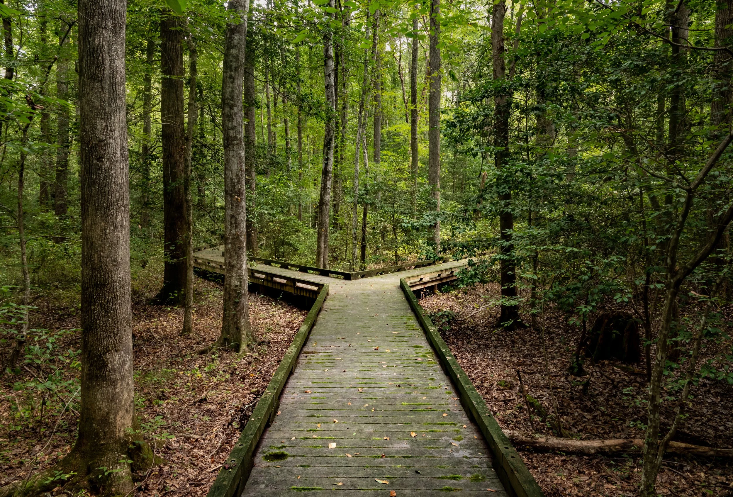 Fork in forest path - individual therapy for adults in Cambridge MA