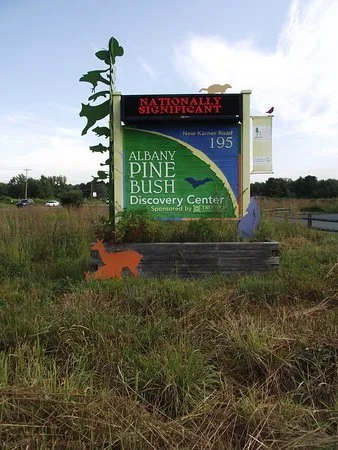 Plants in Albany Pine Bush