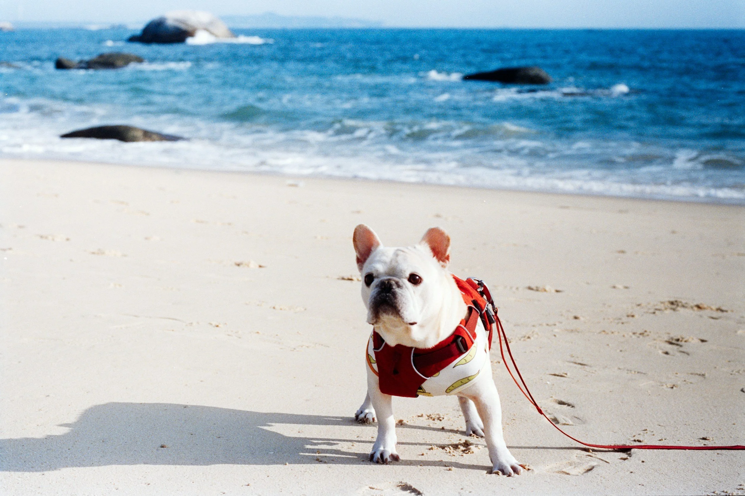 Taking a pet dog on vacation