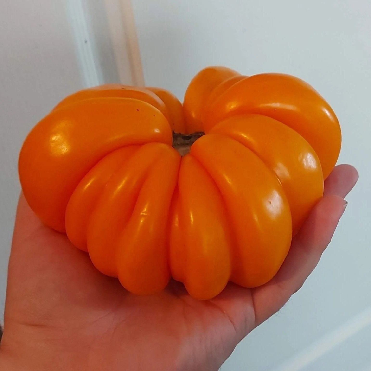 Orange Accordian Tomato