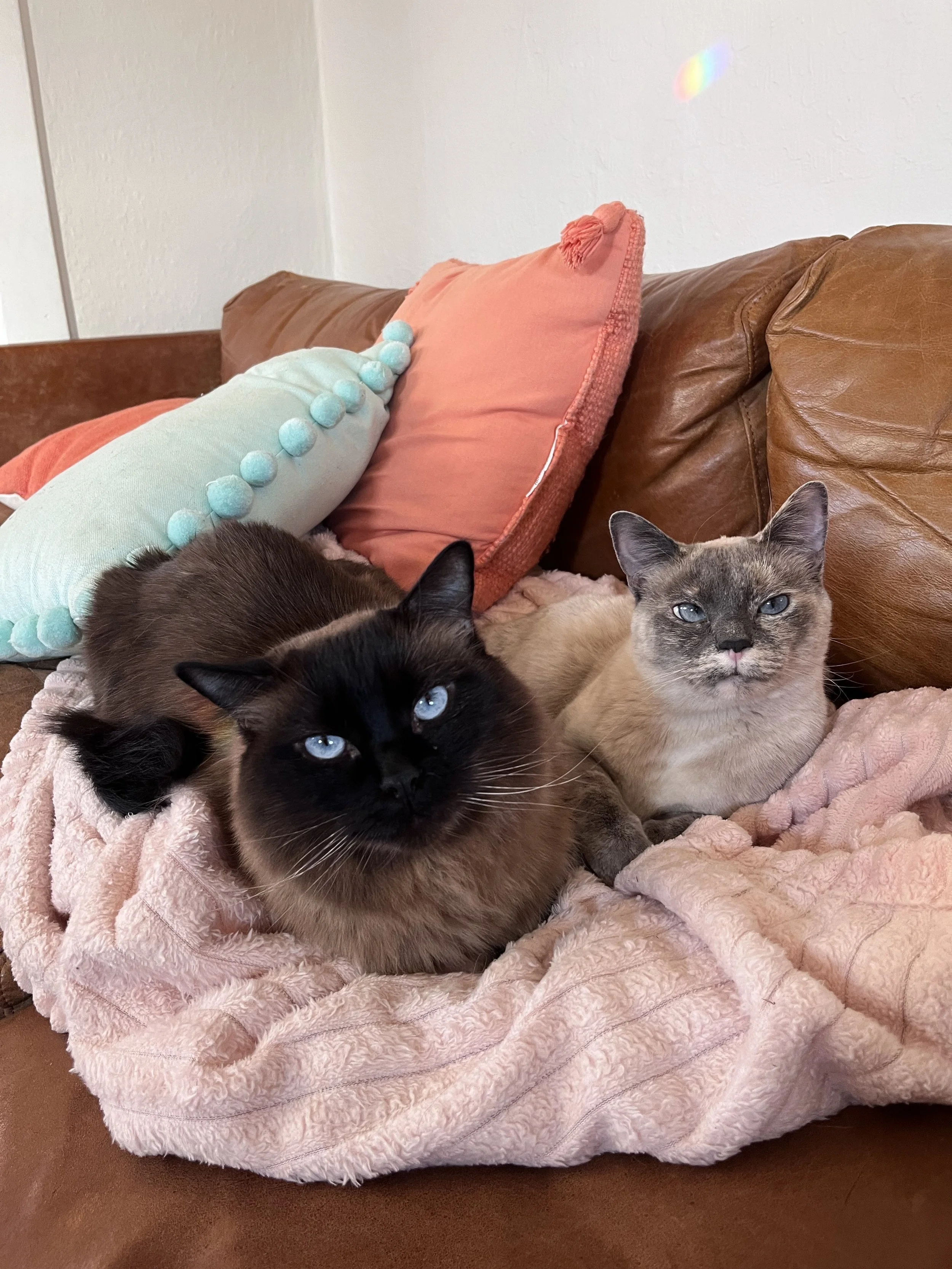 Two cats relaxing on a pink blanket on a brown leather couch, with colorful pillows behind them.