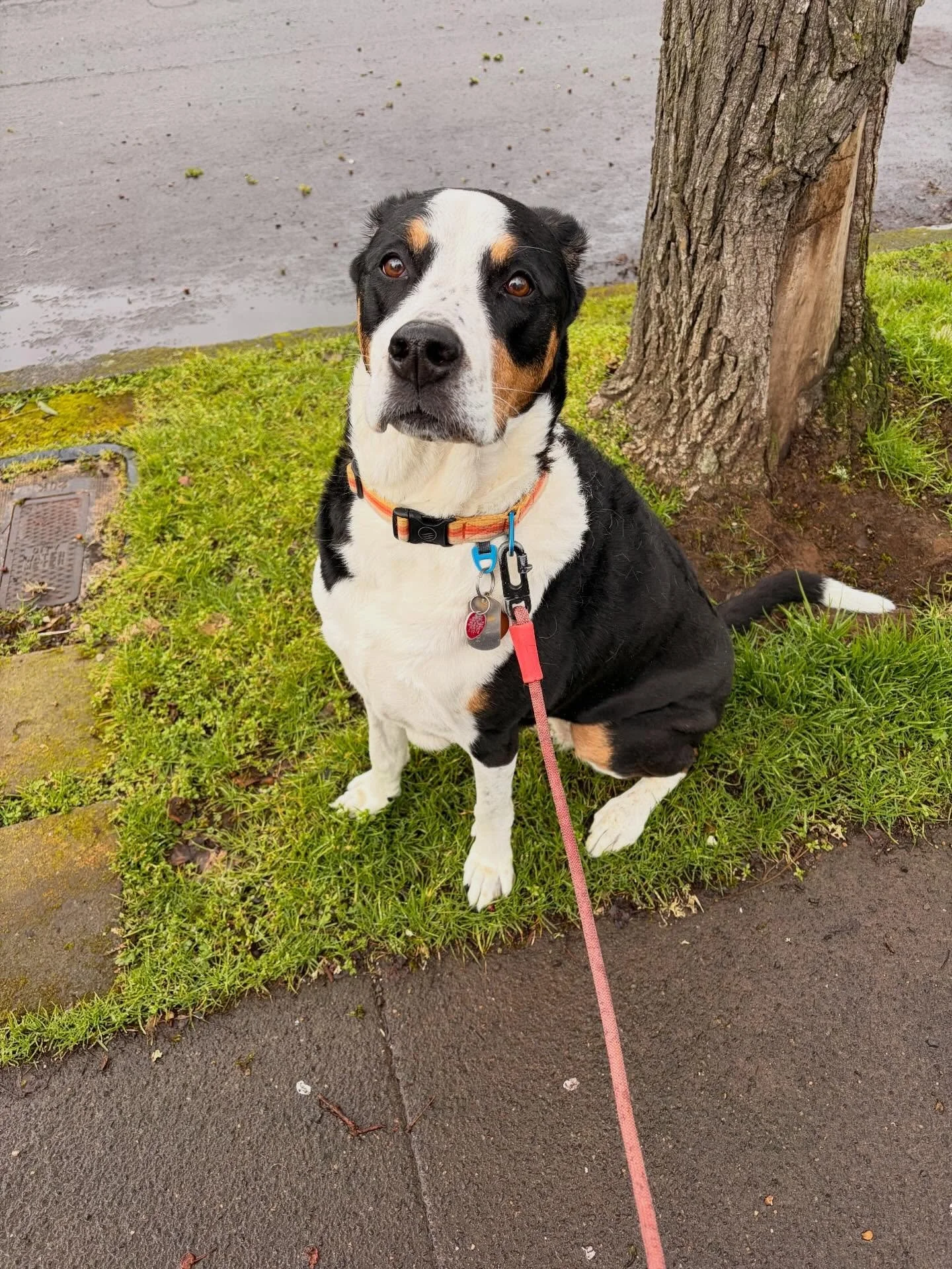 The cutest little sniffer around - sweet baby Z!