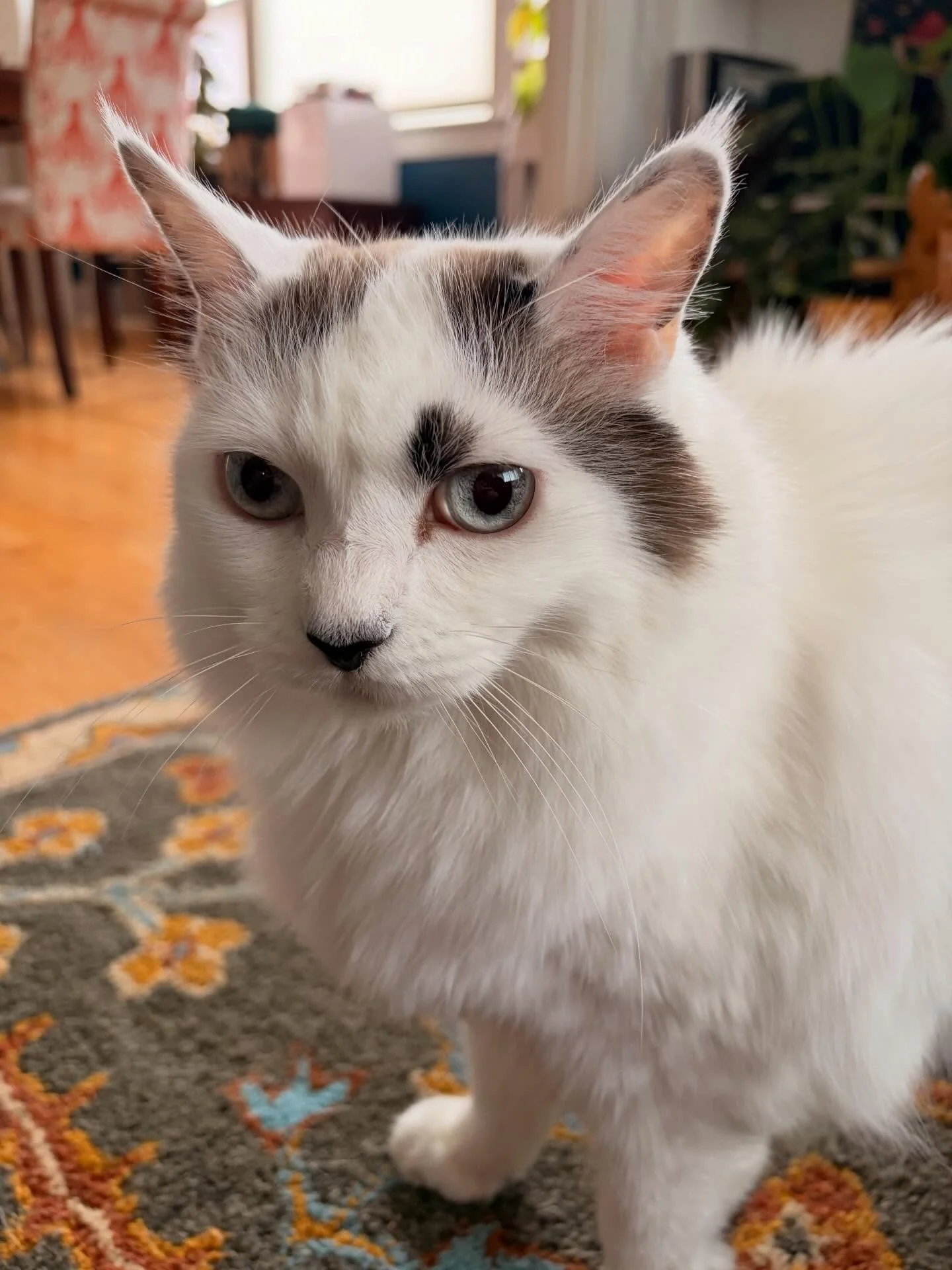 I love my time with tiny, polite Fluttershy! 🦄