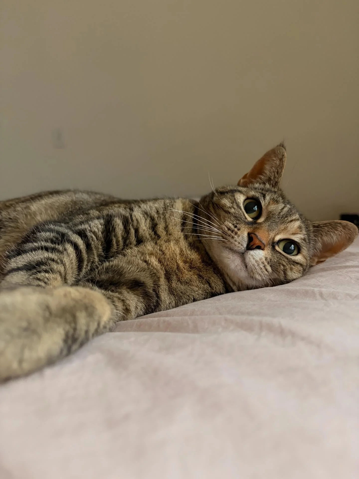 I watched my best friend&rsquo;s cat Lola while they were out of town and we sure had fun! I love to call Lola my little Butterbean because she&rsquo;s so small and round 🥹 swipe to see her pick my husband&rsquo;s lap over mine 🙄