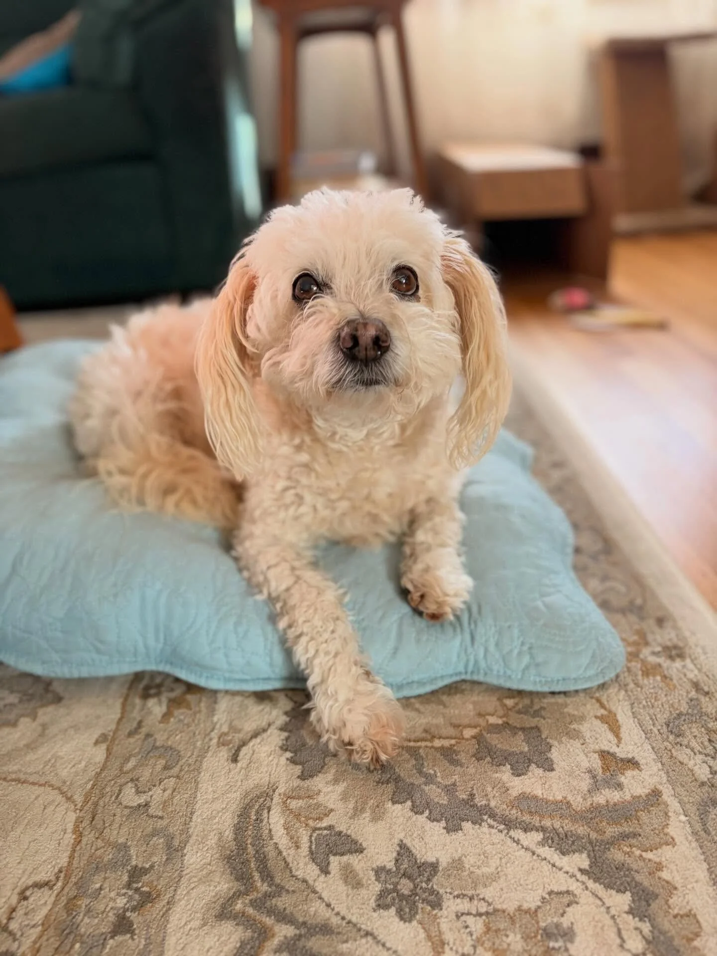 Pup-nephew Carlos has so much energy for being almost 16! He has several different raincoats and loves to show them off on his walks ☔️