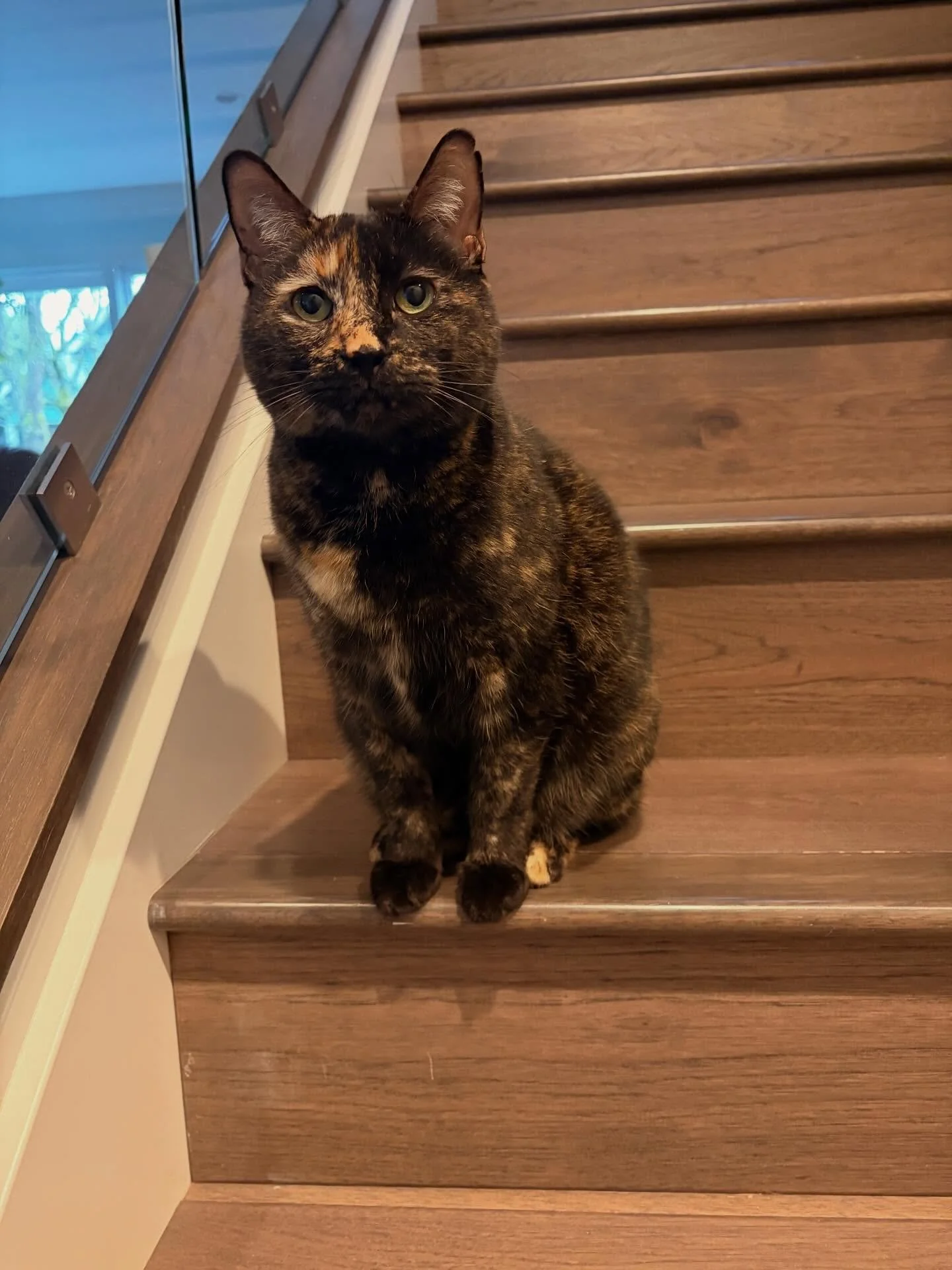 Hey Alexa - play &ldquo;Diva&rdquo; by Beyonc&eacute; 💅