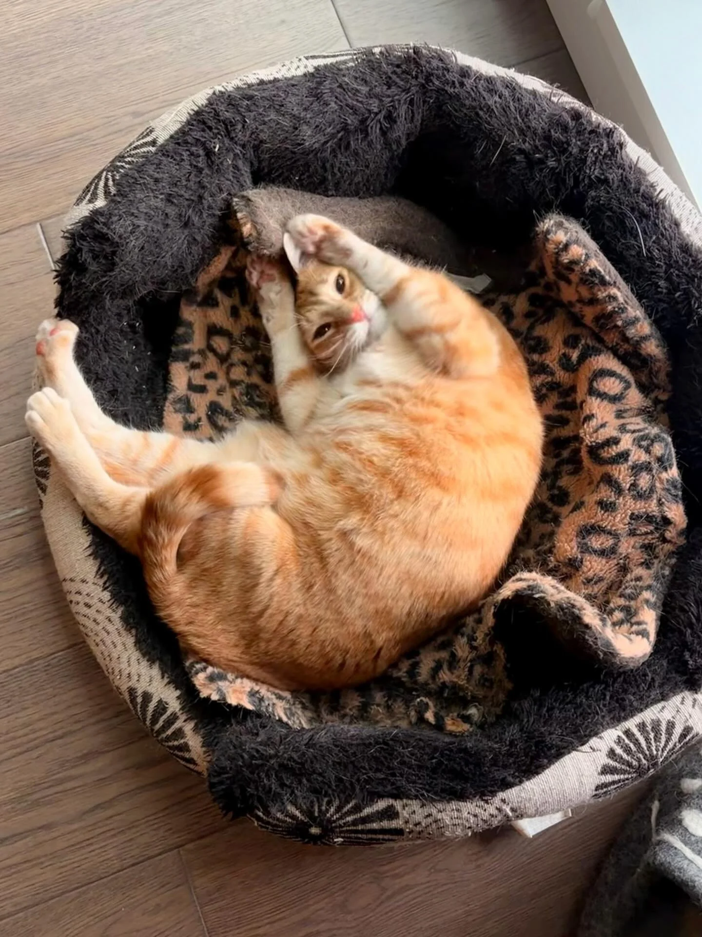 I found out Tito is a catnip fiend 🍃