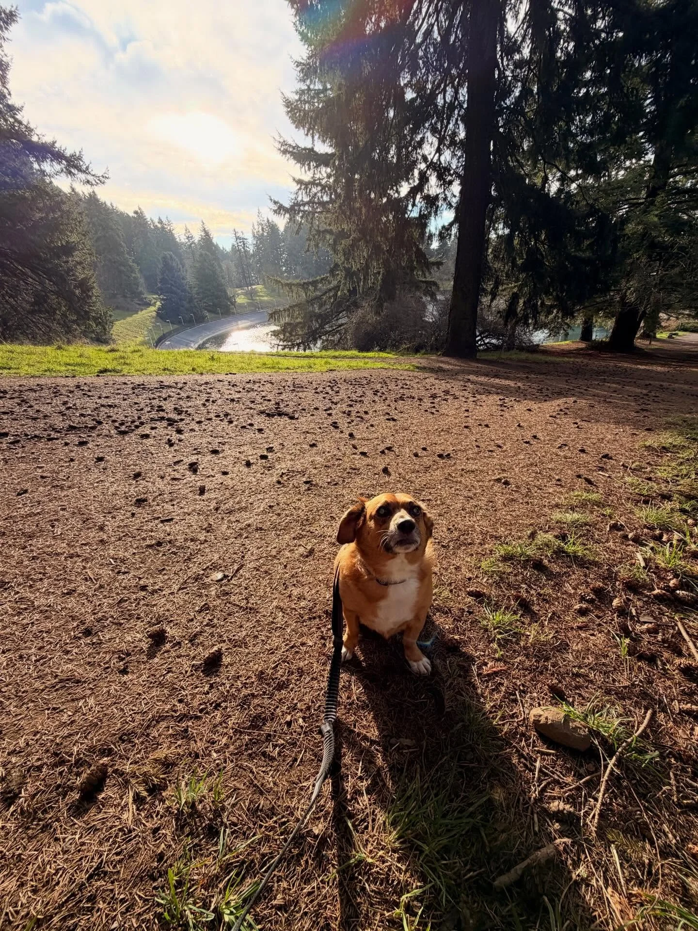 When Winston and I are not on our Mt Tabor walks, we are triple checking that all the emotional support lamb chops are accounted for 🐑