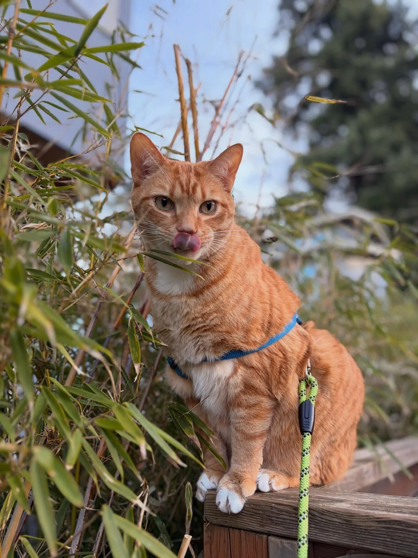 Rajah is a big orange boy who loves to explore his backyard by leash! He demands affection and is very talkative 🧡