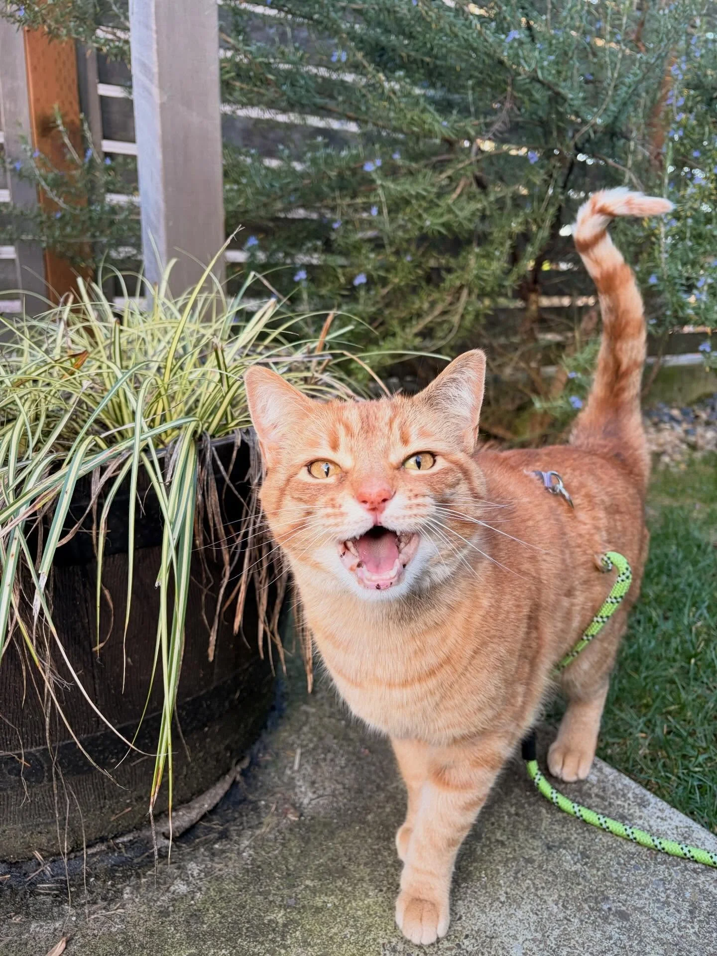 You can tell the difference between Tiger Lily and her bro Raj by size, a small black patch of fur on her head, her athleticism and the fact that she&rsquo;s always yelling about something 📣