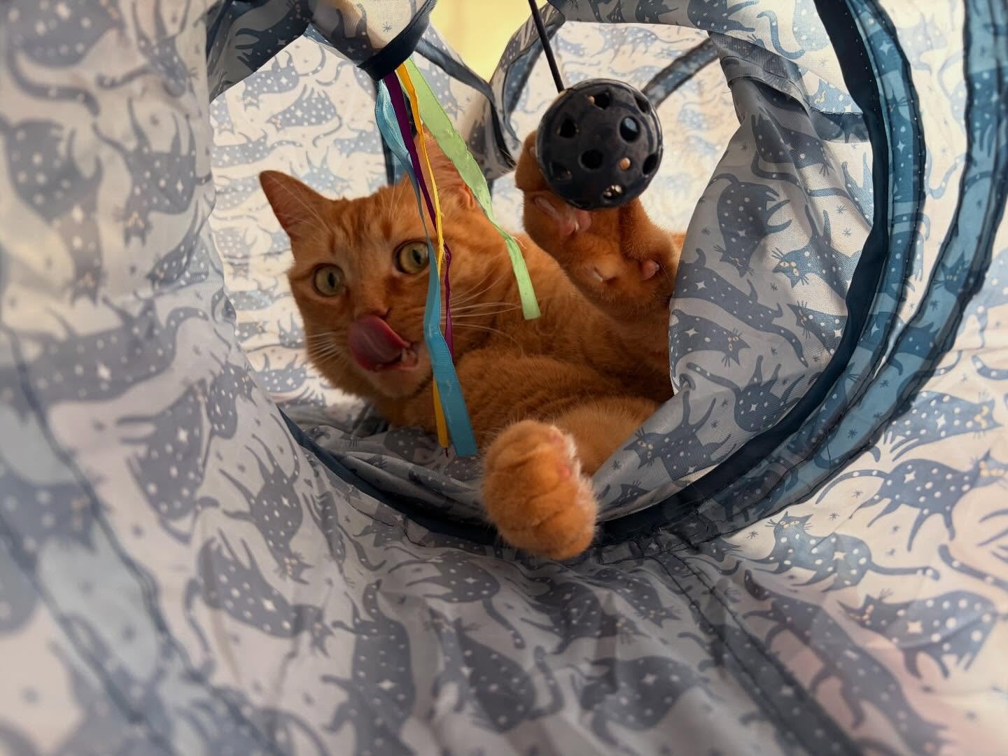 Kali is quite the character 🤠 here&rsquo;s some of my favorite moments from our last set of visits.