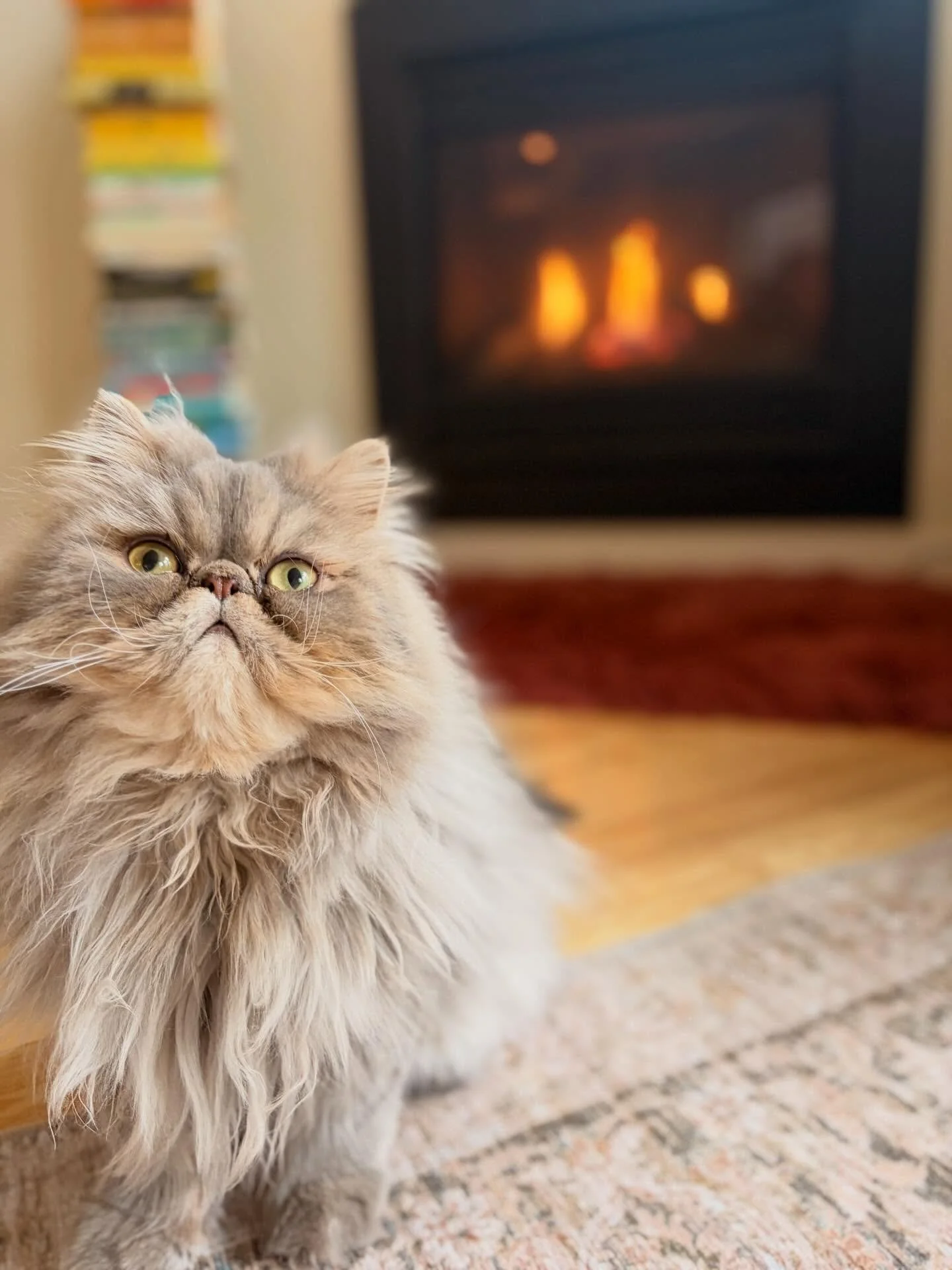 Bernie may look wise beyond his years, but he gives off major baby brother vibes 🧶🐟