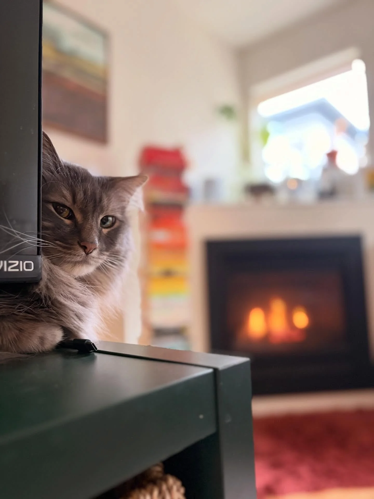 Marvin&rsquo;s parents swear that he loves me, but I&rsquo;m not quite sure 😹