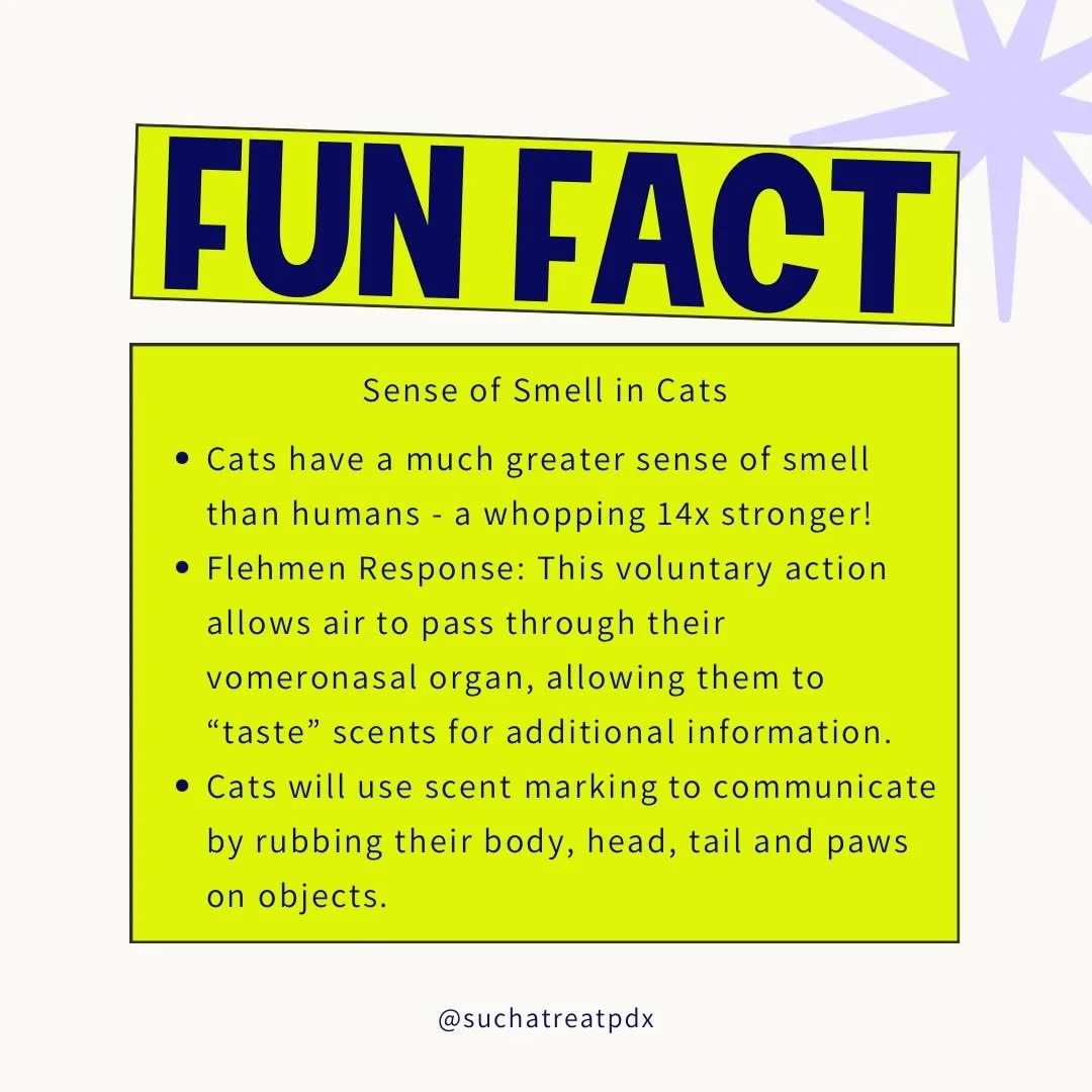 Cats and their sense of smell 🐱