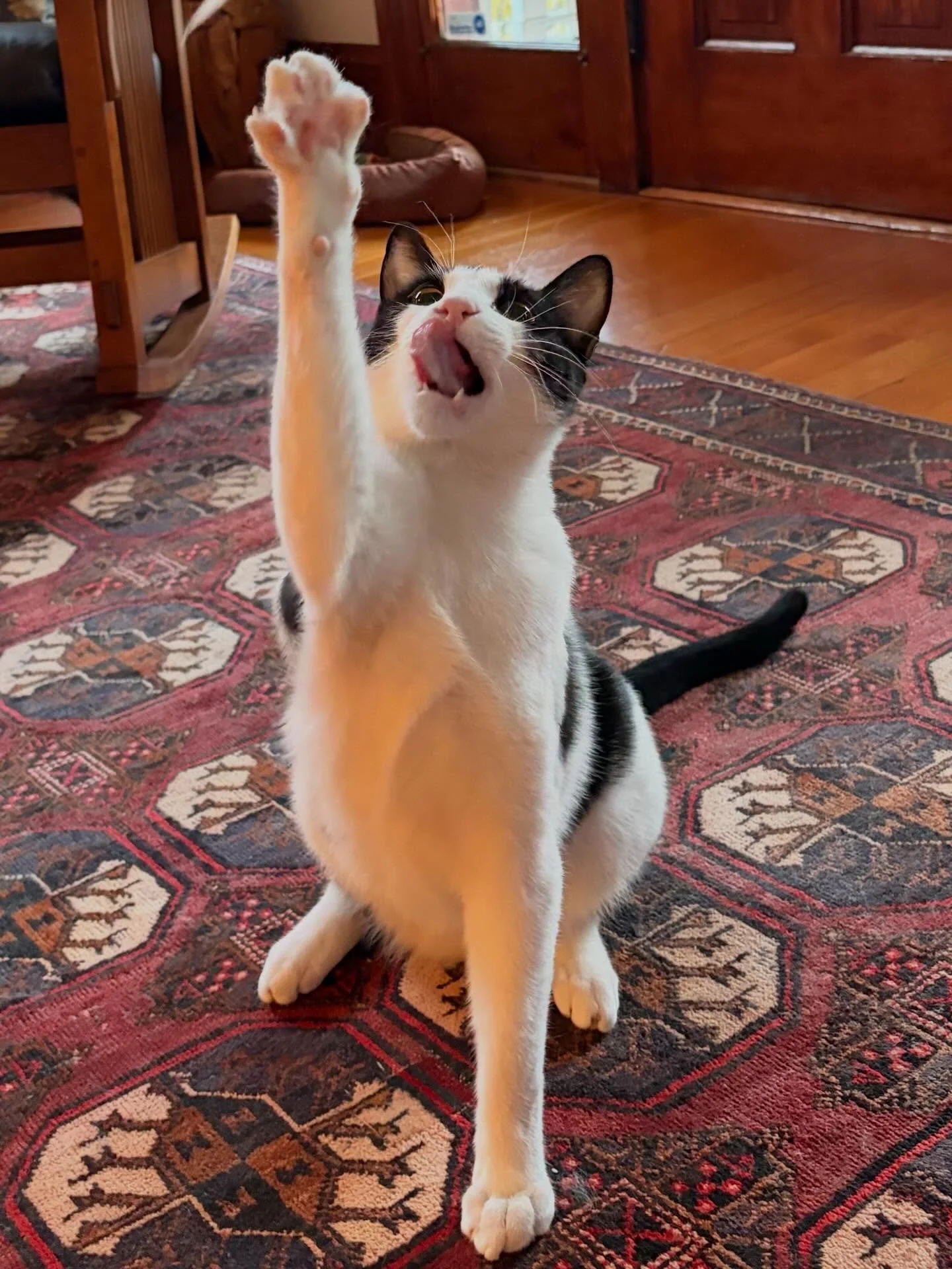 Kirby is a character! Long and wiggly, cuddly and energetic. He is the sweetest boy!