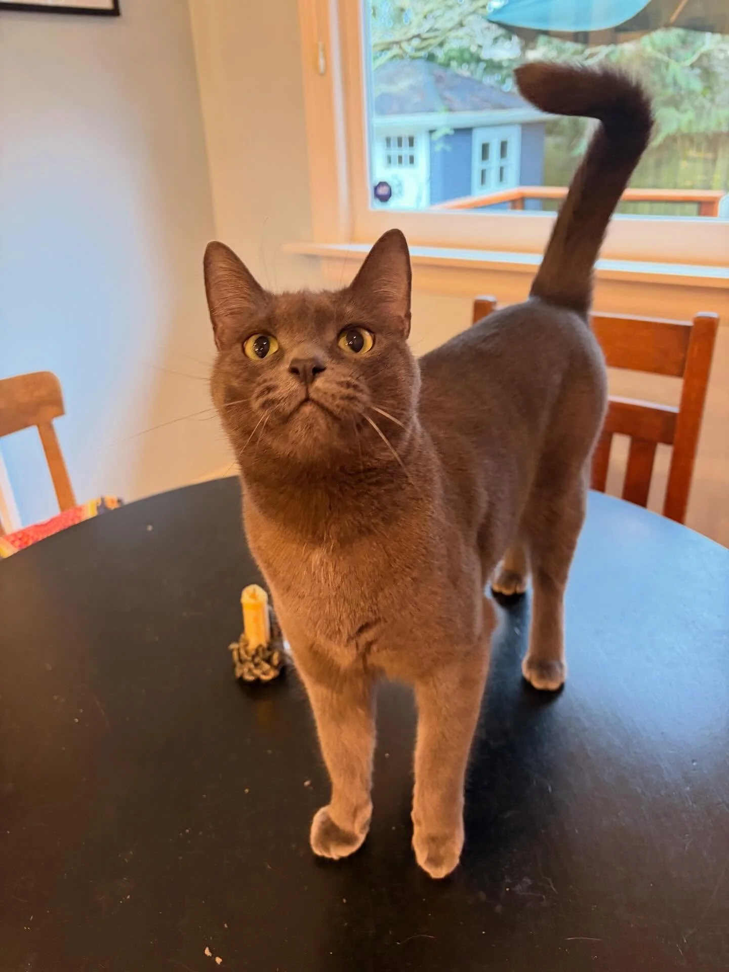 Angel&rsquo;s current favorite pastime is begging to go outside, swatting my hand when I try to put her in her harness, and then repeating the process over and over 🌳